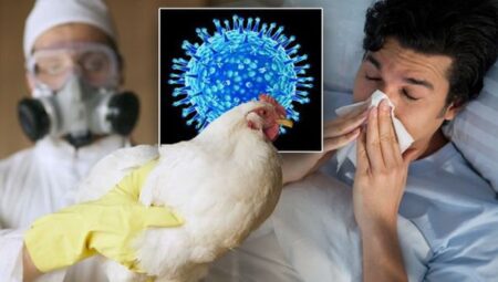 bird flu 1545889