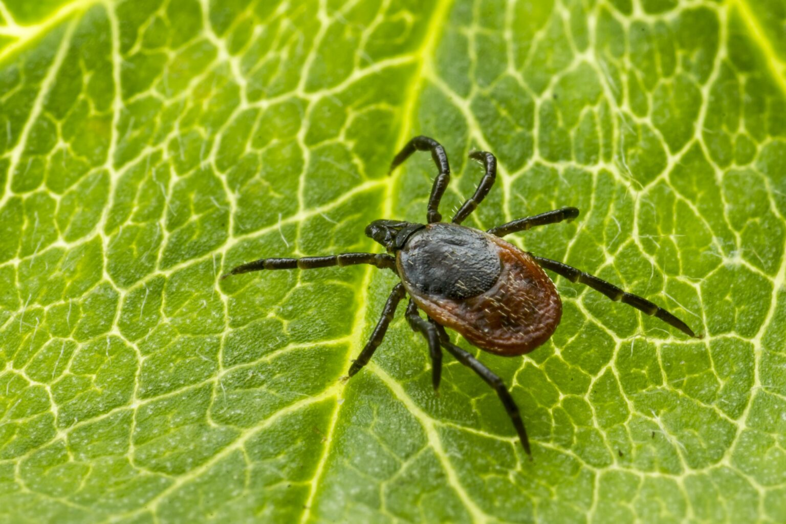 ixodes ricinus gf0ec63f91 1920