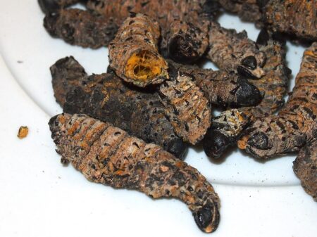 Dried cooked Mopane worms