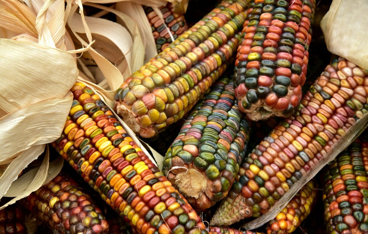 corn 3663086 1920