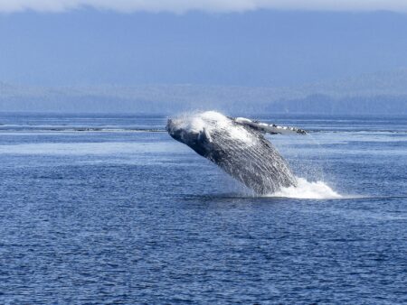 humpback whale 436122 1920