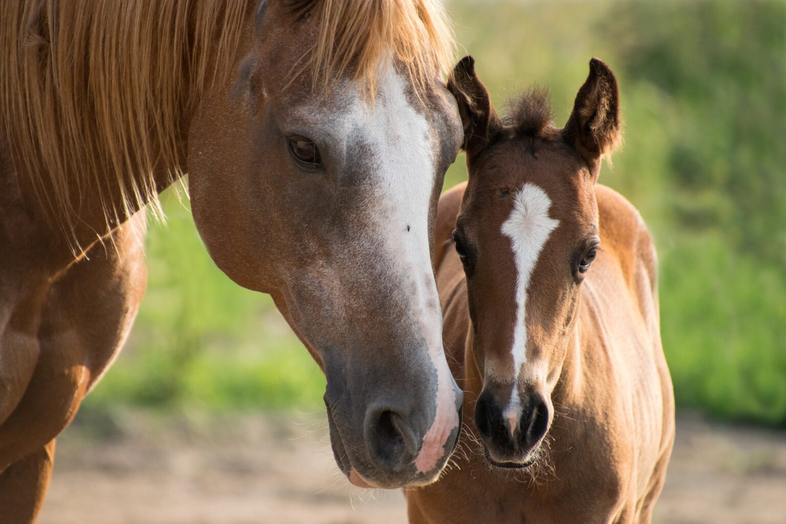 foal g9de31d8bd 1920