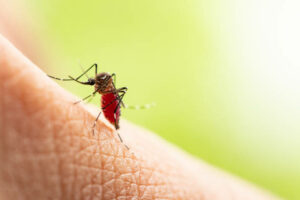 Komary denga