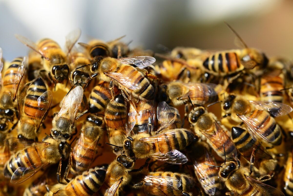 honey bees 326334 1280