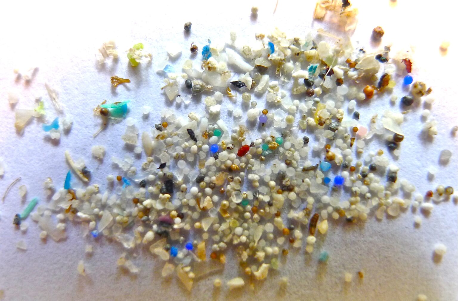 Mikrodrobiny plastiku wykryte w mięsie, mleku i krwi zwierząt gospodarskich Microplastic