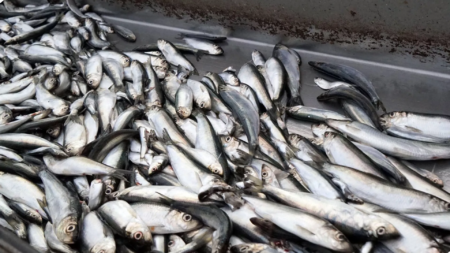 Badania: Śledź znika w Bałtyku, ale szprot jest obfity Ryba Baltyk e1659701612366