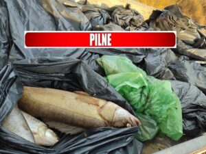 Sniete ryby ODRA e1660126108142