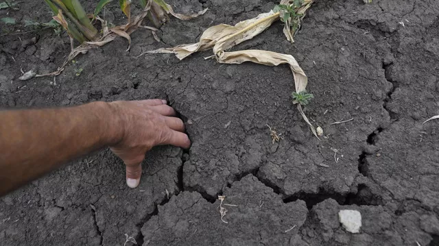 Susza 001 e1661445325375