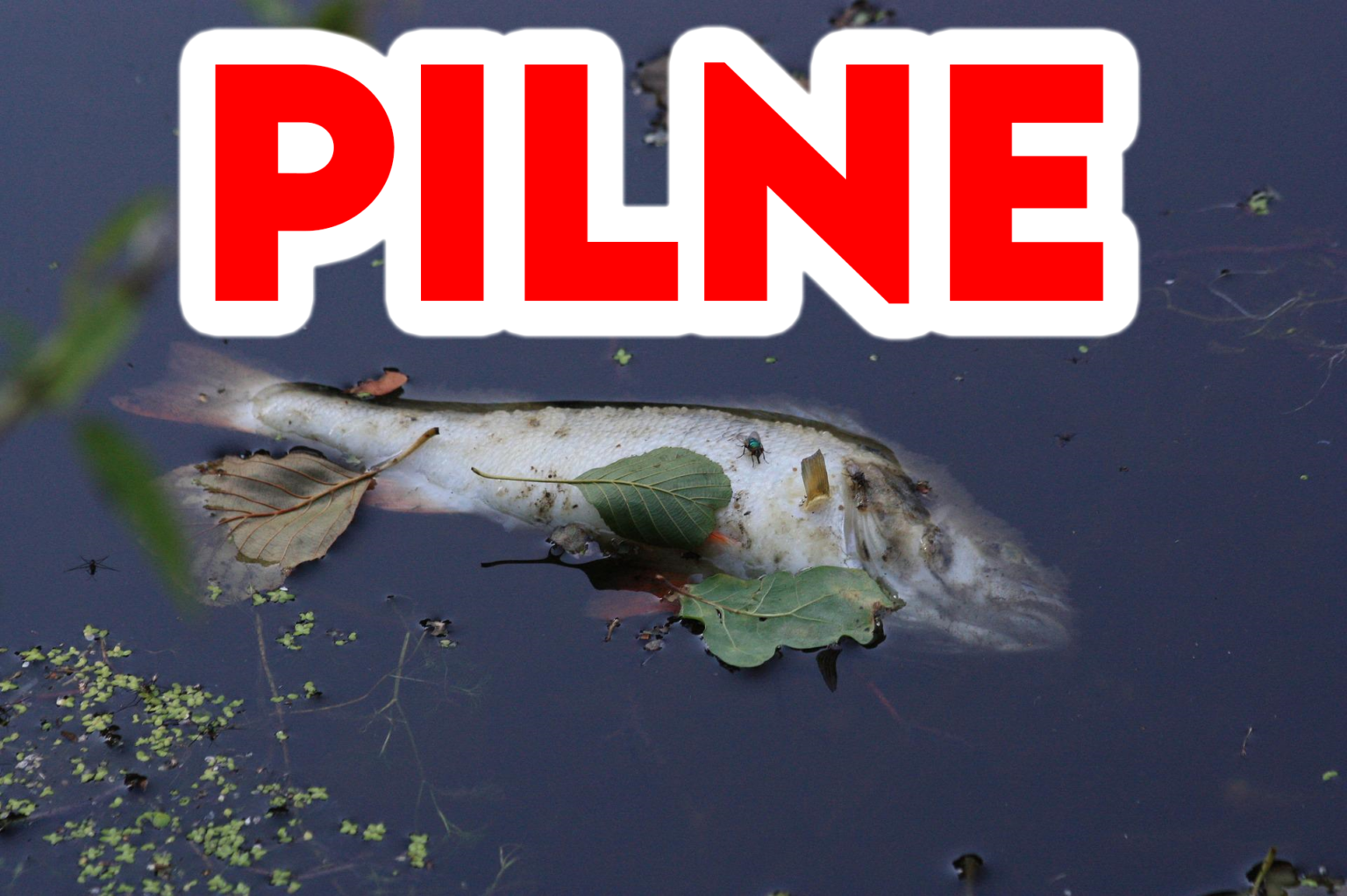 WislaRyby e1660469898587