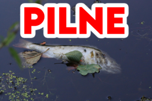 WislaRyby e1660469898587