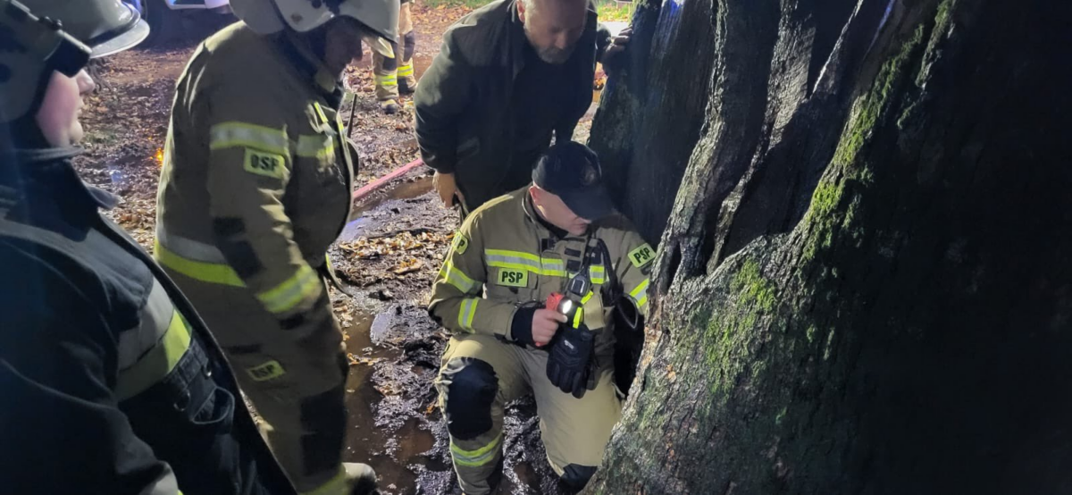 Podpalono 500-letni dąb „Cysters”. Jeden z najstarszych dębów w Polsce LasyPanstowowe