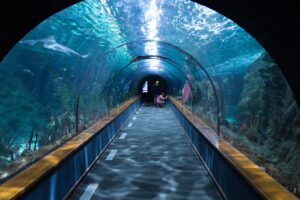 shark tunnel 473012 1920