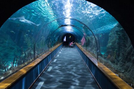 shark tunnel 473012 1920
