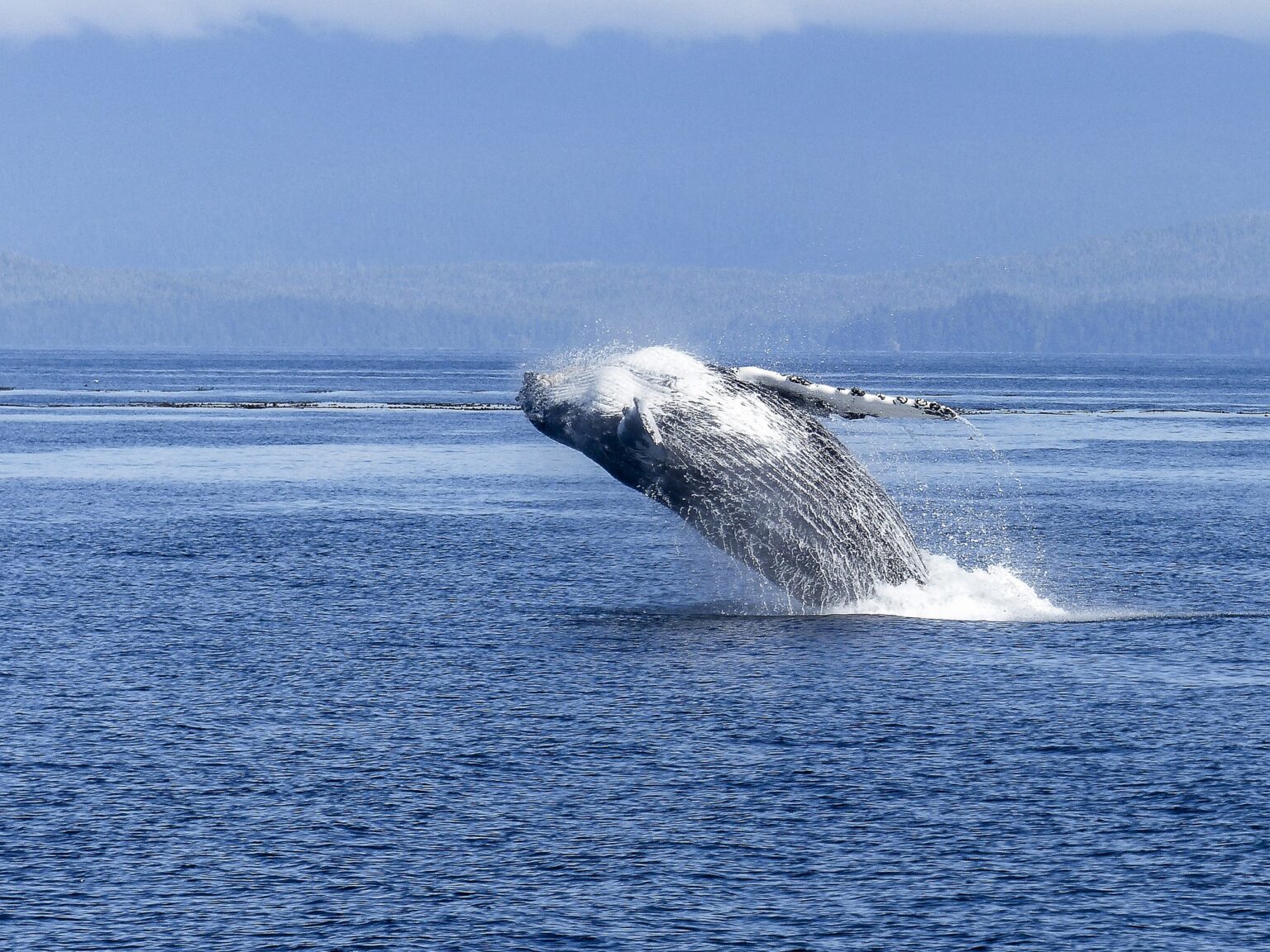 Wieloryb w Bałtyku. Zauważono go 70 km na północ od Zatoki Gdańskiej humpback whale 436122 1920