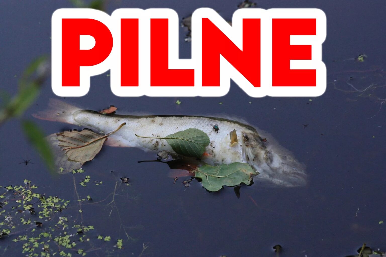 WislaRyby e1660469898587 kopia