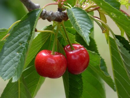 cherries 1415306 1280