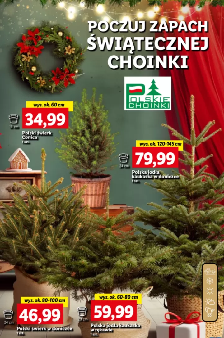 Lidl sprzedaje zywe choinki Lidl sprzedaje zywe choinki size 720w