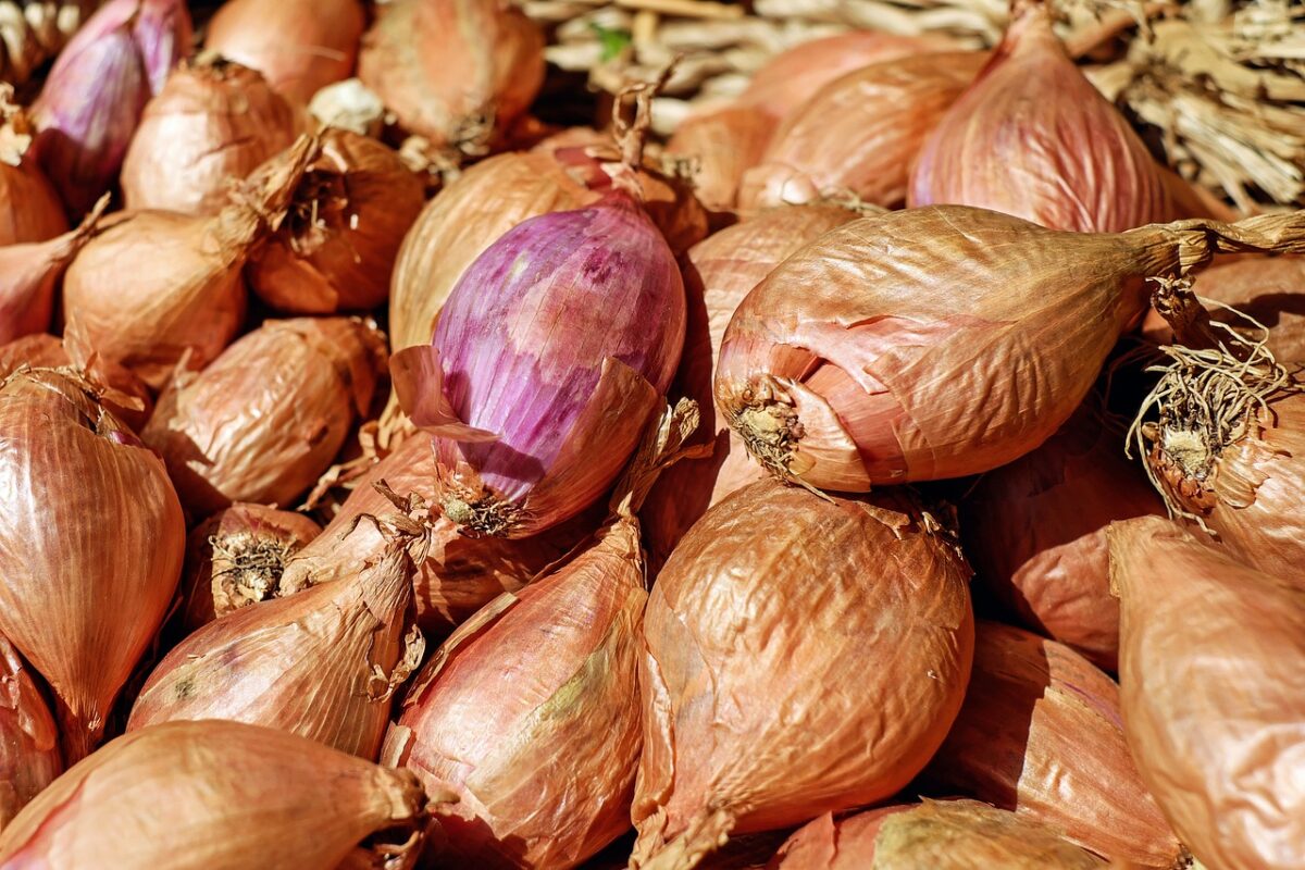 shallots 1585053 1280