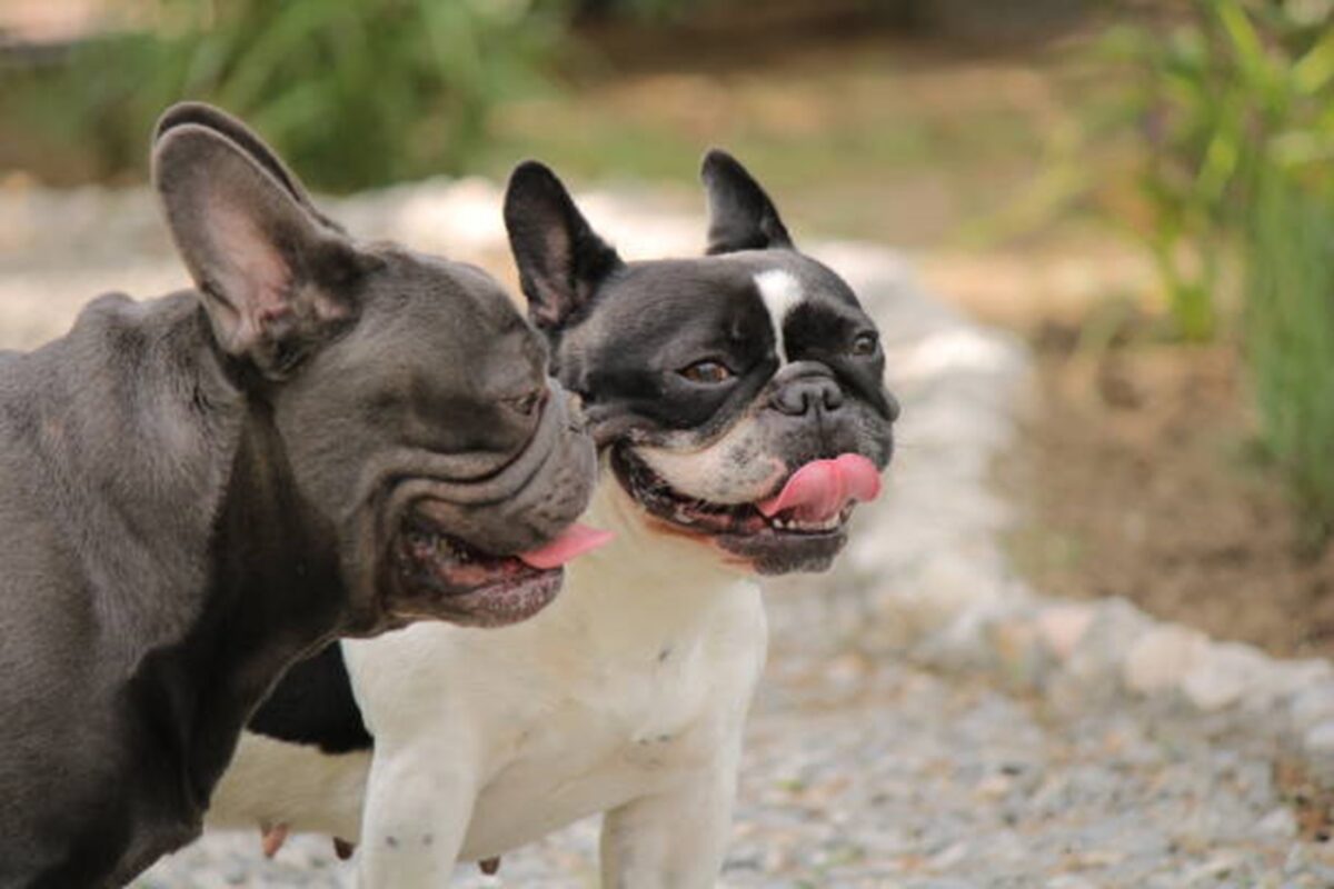 Psy bez smyczy? Srogie kary od kwietnia 2025 Buldog na spacerze pies