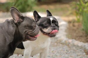 Buldog na spacerze pies