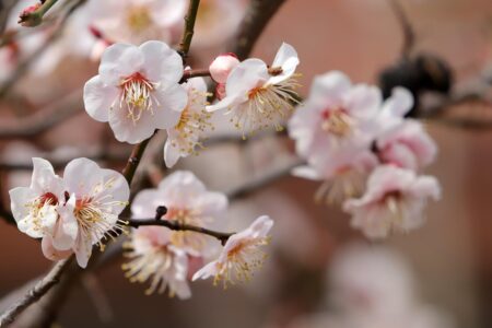 plum blossoms 7860381 1280