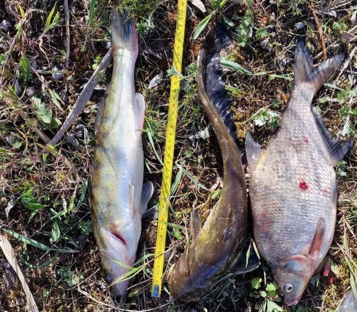 Ryby klusownictwo ukry