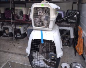 Zwierzeta nielegalny transport ukraina krakow