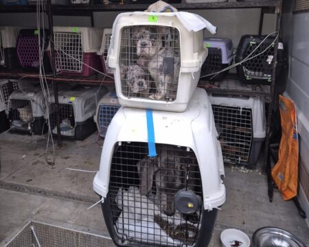 Zwierzeta nielegalny transport ukraina krakow