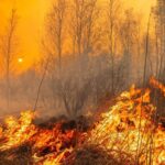 Płomienie nad Wartą! Potężny pożar w Gorzowie. 30 osób ewakuowano, trwa dogaszanie. 1 pozar biebrzanski park narodowy